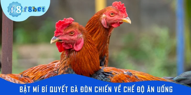 Bật mí bí quyết gà đòn chiến về chế độ ăn uống, chăm sóc